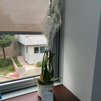 Çiçek Solmuş Ve Kırık Teslim Edildi Müşteri Hizmetleri Çözüm Sunmadı