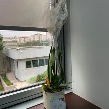 Çiçek Solmuş Ve Kırık Teslim Edildi Müşteri Hizmetleri Çözüm Sunmadı