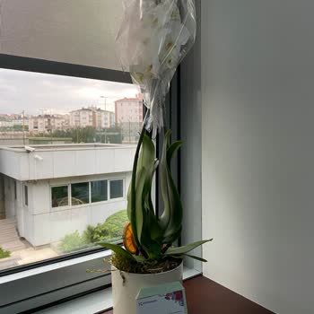 Çiçek Solmuş Ve Kırık Teslim Edildi Müşteri Hizmetleri Çözüm Sunmadı