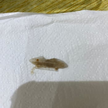 Torku Tahin Helvasında Plastik Parça Çıkması