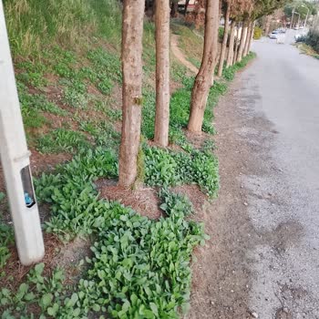 Foça Yollarında Süregelen İhmal: Temizlik, Aydınlatma Ve Güvenlik Sorunları Çözüm Bekliyor