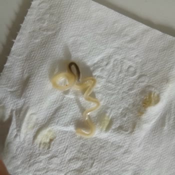 BİM Makarolli'den Çıkan Garip Cisim Hijyen Açısından Endişelendirdi!