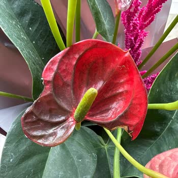 Siparişimde Gelen Çiçek Görseldekinden Farklı Ve Bakımsızdı, Hayal Kırıklığı Yaşadım