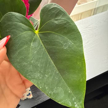 Siparişimde Gelen Çiçek Görseldekinden Farklı Ve Bakımsızdı, Hayal Kırıklığı Yaşadım