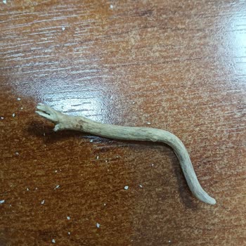 Beyaz Leblebiden Tahta Parçası Çıkması Güvenimi Sarstı