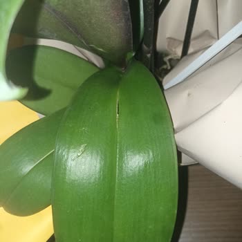 Notuma Uygun Çiçek Gönderilmedi, İade Kabul Edilmedi