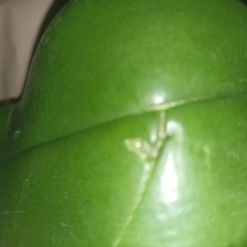 Notuma Uygun Çiçek Gönderilmedi, İade Kabul Edilmedi