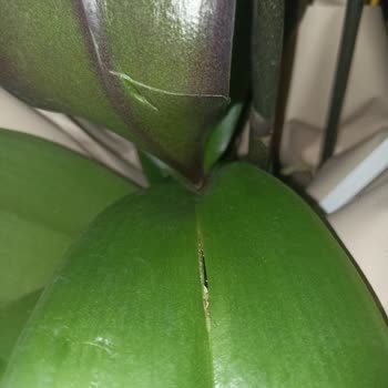 Notuma Uygun Çiçek Gönderilmedi, İade Kabul Edilmedi