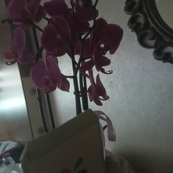 Notuma Uygun Çiçek Gönderilmedi, İade Kabul Edilmedi