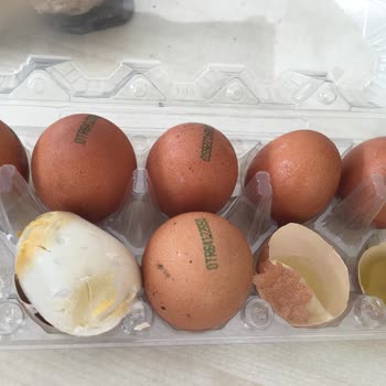 A101'den Aldığım Organik Yumurtalar Çürük Çıktı, Mağaza Ve Müşteri Hizmetlerinden Olumsuz Yaklaşım