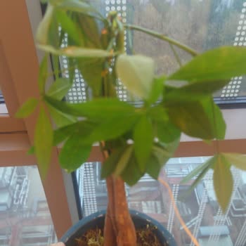 Hasarlı Çiçek Teslimatı Ve İlgisiz Müşteri Hizmeti