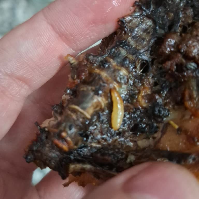 BİM Satın Aldığım Tavukta Kurt Çıktı: İnsan Sağlığına Dair Endişe