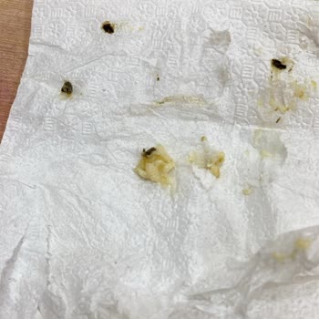 Aldığım Yulaf Ezmesinde Sağlık Açısından Tehlikeli Yabancı Madde Çıktı