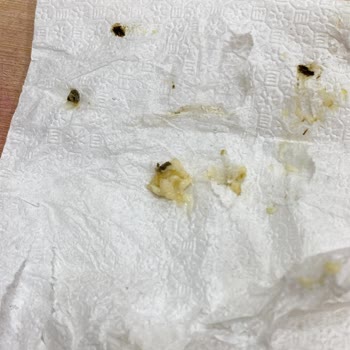 Aldığım Yulaf Ezmesinde Sağlık Açısından Tehlikeli Yabancı Madde Çıktı