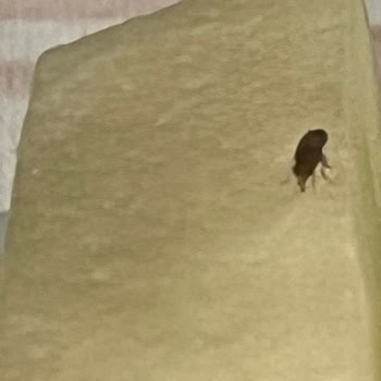 Yemek Keyfini Bozan Sinek Sorunu Ve Yetersiz Çözüm