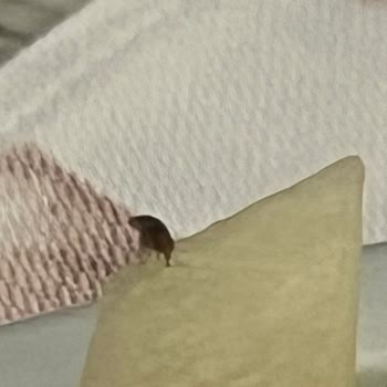 Yemek Keyfini Bozan Sinek Sorunu Ve Yetersiz Çözüm