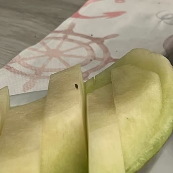 Yemek Keyfini Bozan Sinek Sorunu Ve Yetersiz Çözüm