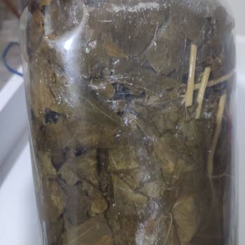 Çürümüş Yaprak Gönderildi, Firma İletişime Geçmiyor Ve İade Yapılmıyor