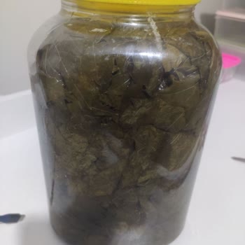 Çürümüş Yaprak Gönderildi, Firma İletişime Geçmiyor Ve İade Yapılmıyor