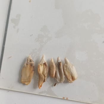 A101'den Aldığım Çekirdek Paketi Bayat Ve Çürük Çıktı