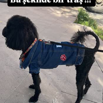 Köpeğimin Tıraşı İzinsiz Ve Hatalı Yapıldı