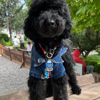 Köpeğimin Tıraşı İzinsiz Ve Hatalı Yapıldı