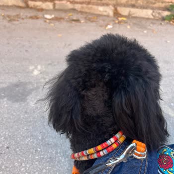 Köpeğimin Tıraşı İzinsiz Ve Hatalı Yapıldı