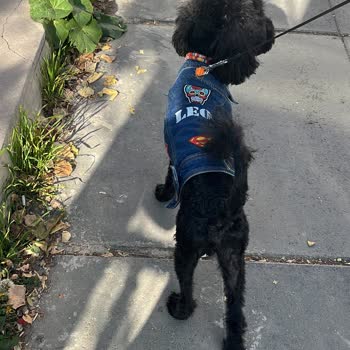 Köpeğimin Tıraşı İzinsiz Ve Hatalı Yapıldı