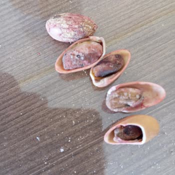 Bayat Ve Acı Gelen Siirt Fıstığı İçin İade Kodu Gönderilmiyor