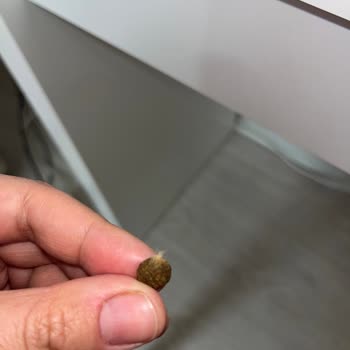 Feathers Found in Farmina N&D Chicken and Pomegranate Cat Food