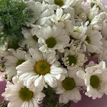 Böcekli Ve Sağlıksız Çiçek Teslimatı Sonrası Çözüm Bulunamıyor