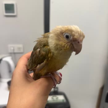 İstanbul Üniversitesi Cerrahpaşa Hayvan Hastanesinde Bilgi Eksikliği Ve Yetersiz Hizmet