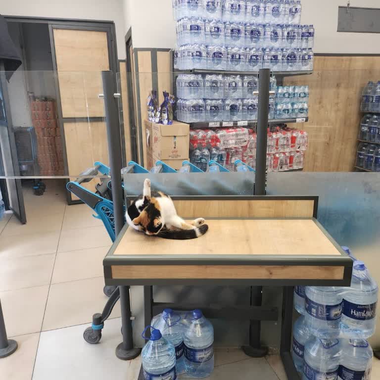 Market İçinde Kedi Var Hijyen Kurallarına Uyulmuyor