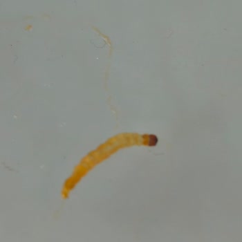 Aldığım Susamda Kurt Çıktı, Çözüm Sunulmadı