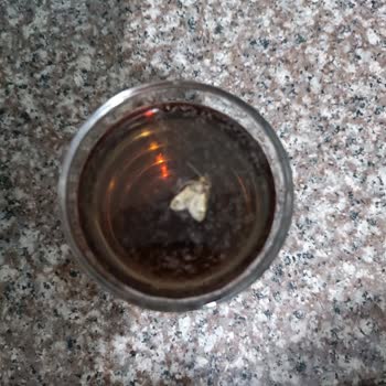 Aldığım İçecekte Sinek Çıktı, Geri Dönüş Yapılmadı