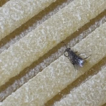 Makarnadan Böcek Ve Solucan Çıktı, Pastavilla’dan Çözüm Bekliyorum