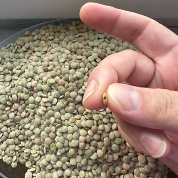 Migros Sanal Market'ten Aldığım Yeşil Mercimekte Böcek Çıkması Ve Hijyen Sorunu