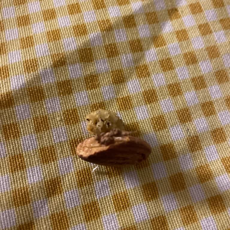 Harras Aldığım Karışık Kuruyemiş Bayat Ve İçinden Yabancı Maddeler Çıktı