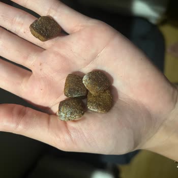 Kito Pet Food Köpek Mamasında Küf Sorunu Ve Sağlıksız Ürün Şoku