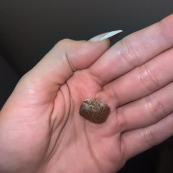 Kito Pet Food Köpek Mamasında Küf Sorunu Ve Sağlıksız Ürün Şoku