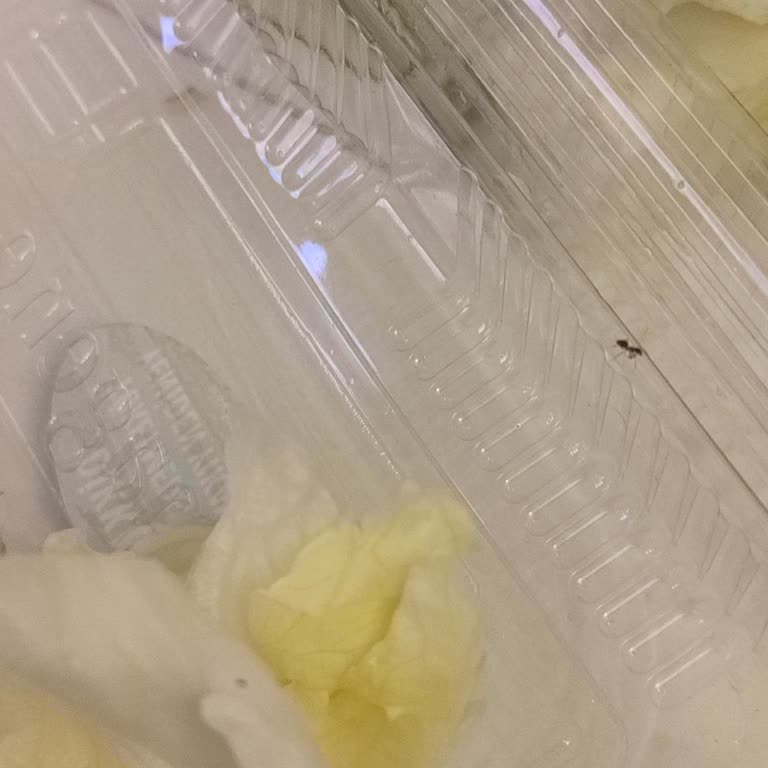 Siparişimde Böcek Çıktı Hijyen Sorunu Yaşadım Ücretim İade Edilmiyor