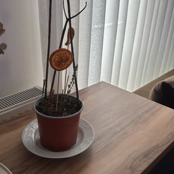 Aldığım Çiçek 10 Günde Kurudu Ve Çözüm Olarak Sadece Alışverişe Zorlayan Kupon Verildi