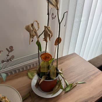 Aldığım Çiçek 10 Günde Kurudu Ve Çözüm Olarak Sadece Alışverişe Zorlayan Kupon Verildi