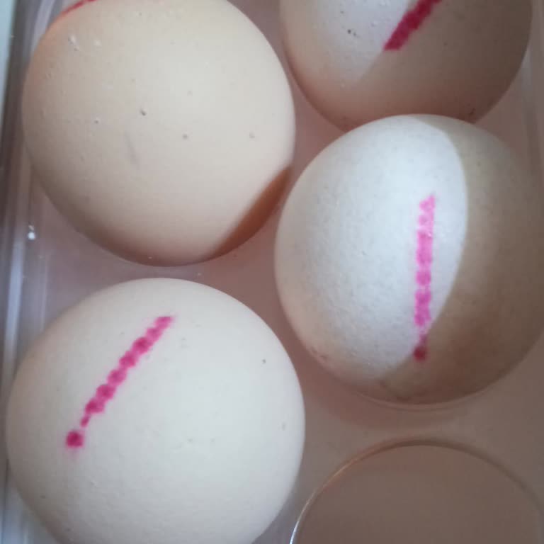 Yumurtalarda Bilgilendirme Numarası Eksikliği Güven Endişesi Yarattı