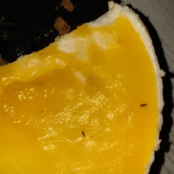 Aldığım Cheesecake'in İçinden Böcek Çıktı, Geri Dönüş Bekliyorum