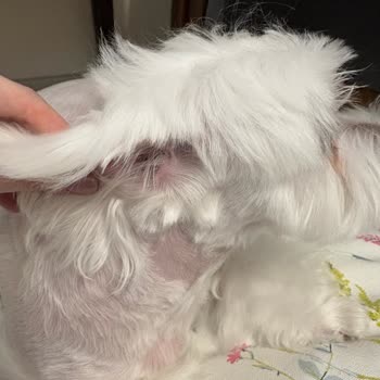 Dog Barber Suadiye Asla İşini Layığıyla Yapmadı