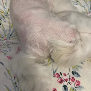 Dog Barber Suadiye Asla İşini Layığıyla Yapmadı