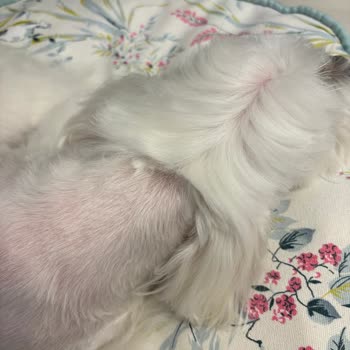 Dog Barber Suadiye Asla İşini Layığıyla Yapmadı