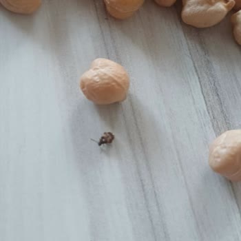 A101'den Aldığım Nohutlarda Canlı Böcek Çıktı, Sağlığımız Tehlikede!