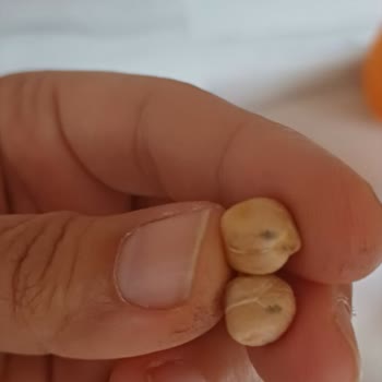 A101'den Aldığım Nohutlarda Canlı Böcek Çıktı, Sağlığımız Tehlikede!